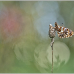 Boloria