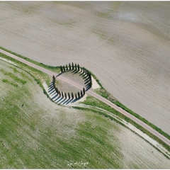 CIPRESSI DI SAN QUIRICO D'ORCIA