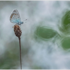 Polyommatus icarus