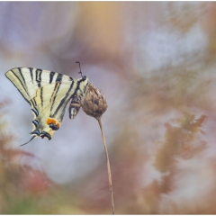 Iphiclides podalirius