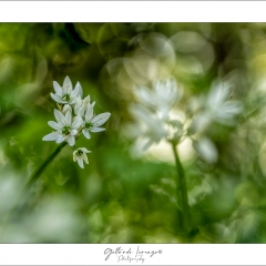 Fiori bianchi 