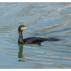 Cormorano