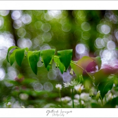 Sigillo di Salomone (Polygonatum multiflorum)