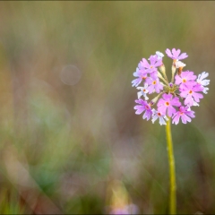 Penso sia una Primula.