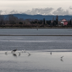 Grado - Vita in Laguna