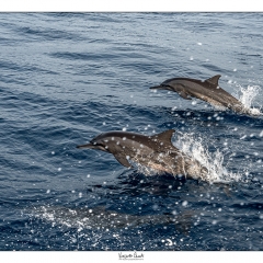 Delfini in libertà...